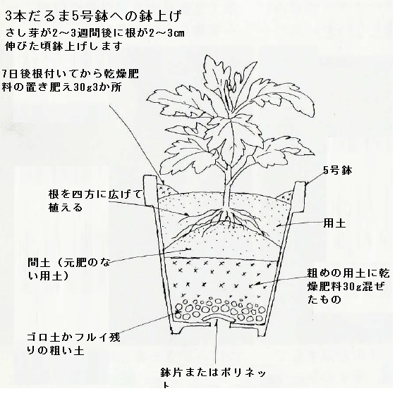 大菊のだるま作り さし芽と鉢上げ キク 花の育て方