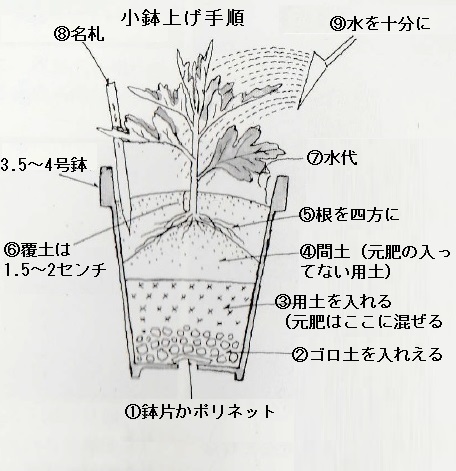 大菊3本仕立て～さし芽小鉢: キク 花の育て方