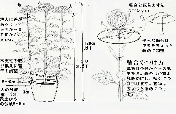 大菊3本仕立 輪台付け キク 花の育て方