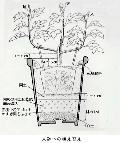 大菊 販売 3 本 仕立て の 育て 方