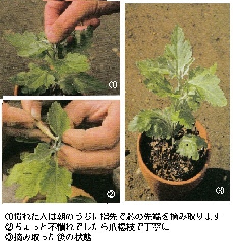 大菊3本仕立て～小鉢期の栽培管理①: キク 花の育て方